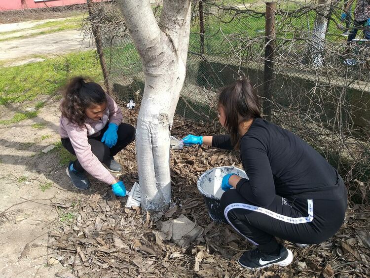 Ученици боядисаха всички дръвчета в двора на "Златаров"