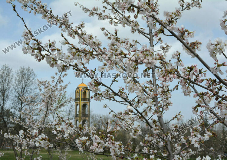 Японските вишни украсиха Ямача