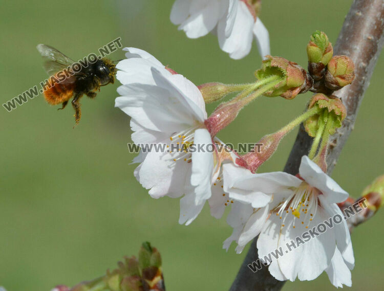 Японските вишни украсиха Ямача
