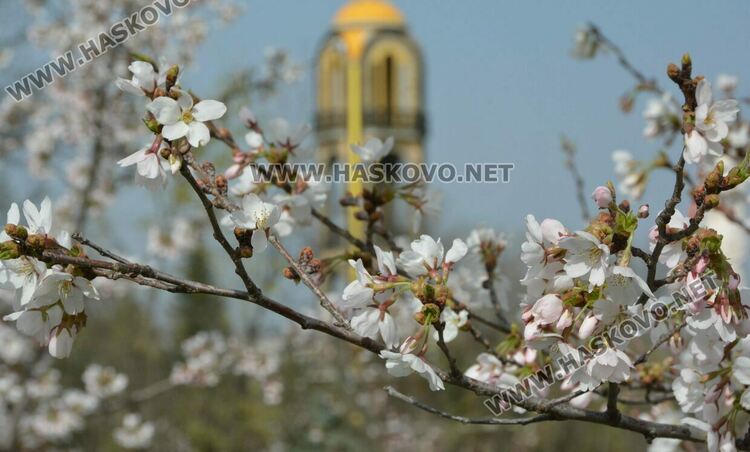 Японските вишни украсиха Ямача