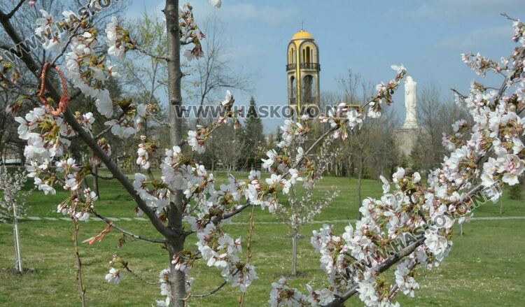 Японските вишни украсиха Ямача