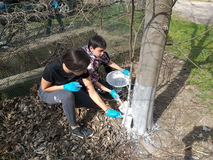 Ученици боядисаха всички дръвчета в двора на "Златаров"