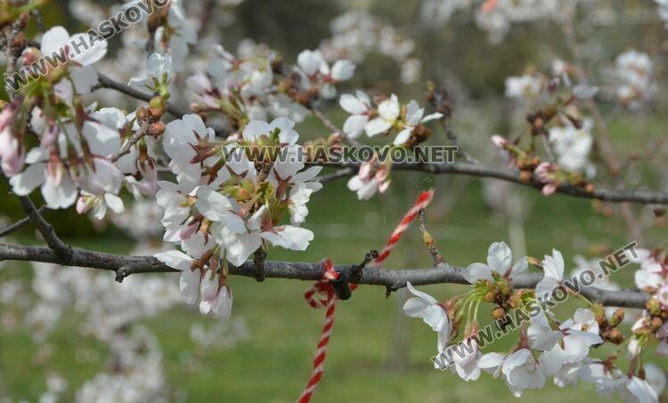 Японските вишни украсиха Ямача