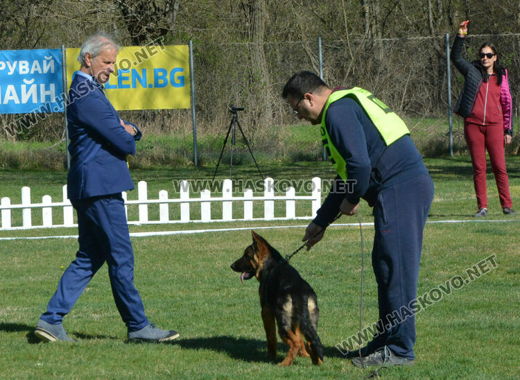 Показаха 100 германски овчарски кучета в специализирана изложба