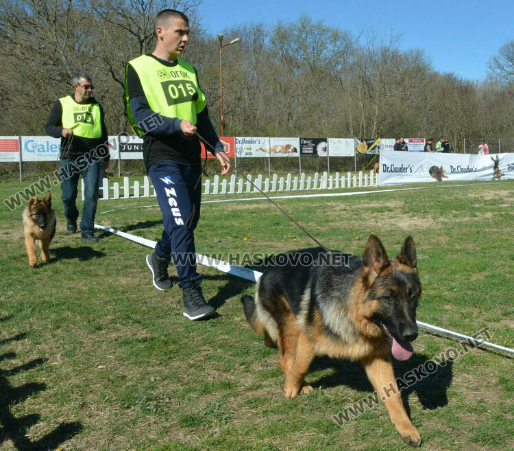 Показаха 100 германски овчарски кучета в специализирана изложба