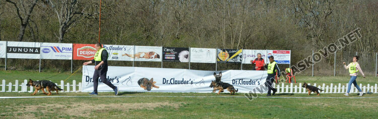 Показаха 100 германски овчарски кучета в специализирана изложба