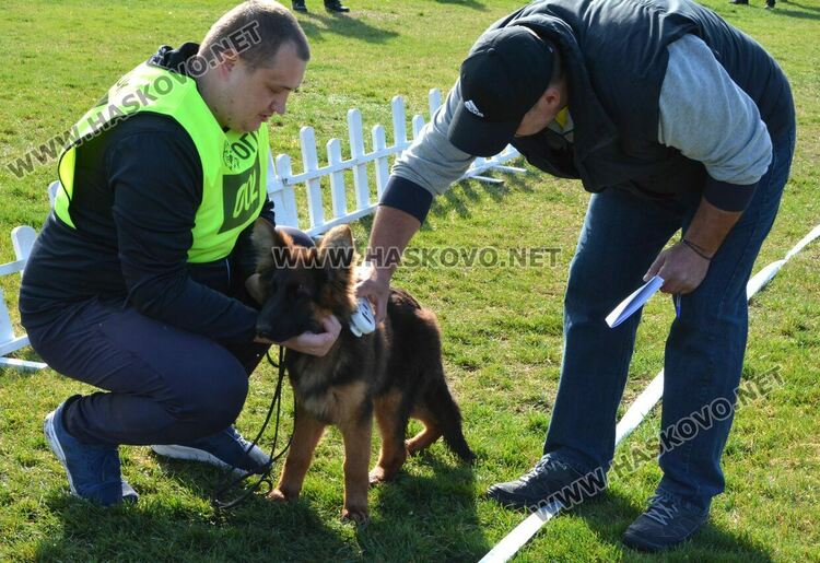 Показаха 100 германски овчарски кучета в специализирана изложба