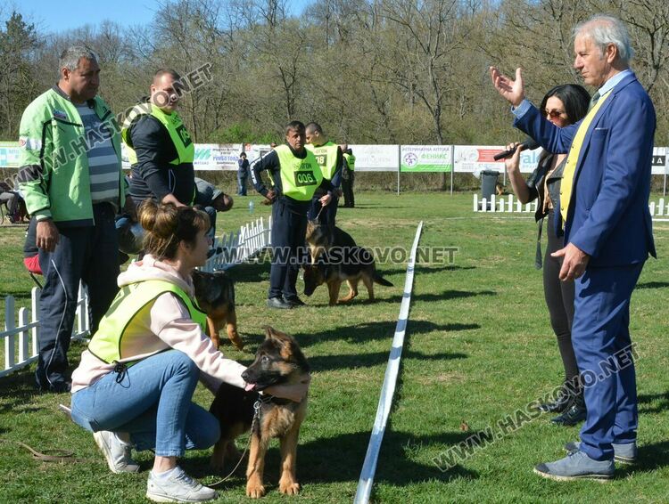 Показаха 100 германски овчарски кучета в специализирана изложба