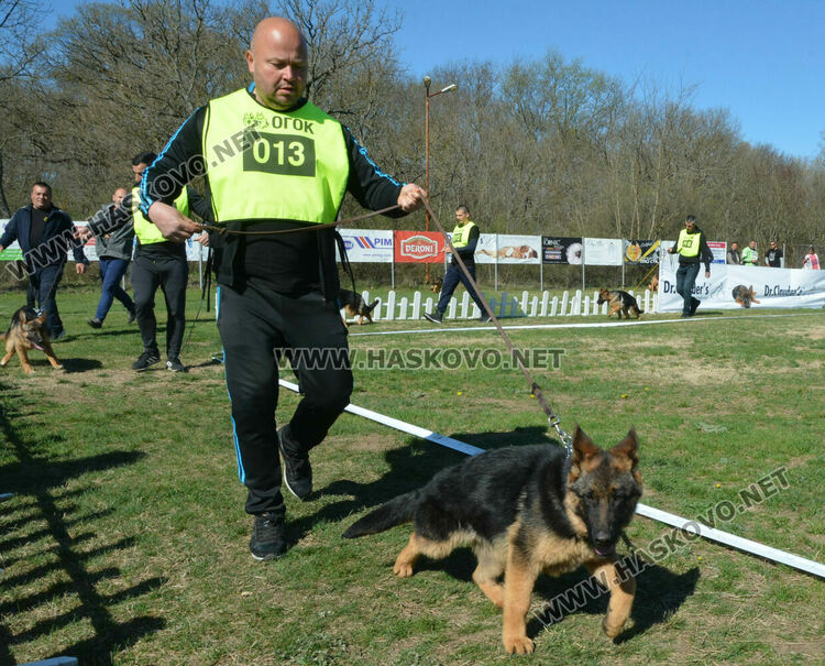 Показаха 100 германски овчарски кучета в специализирана изложба