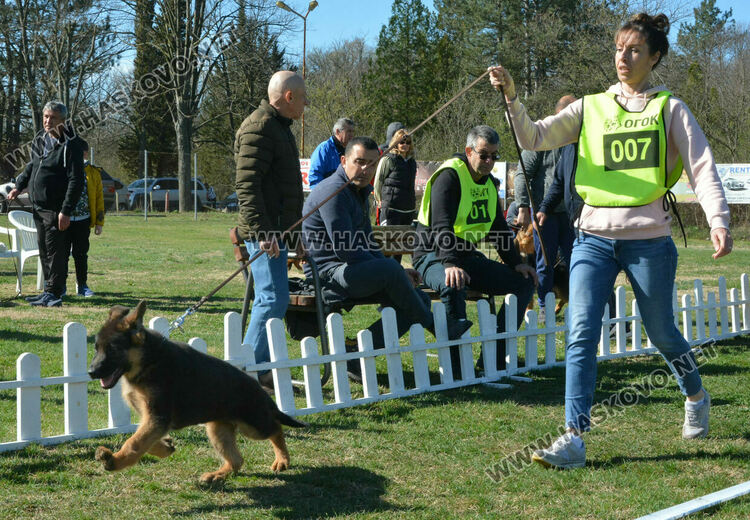 Показаха 100 германски овчарски кучета в специализирана изложба