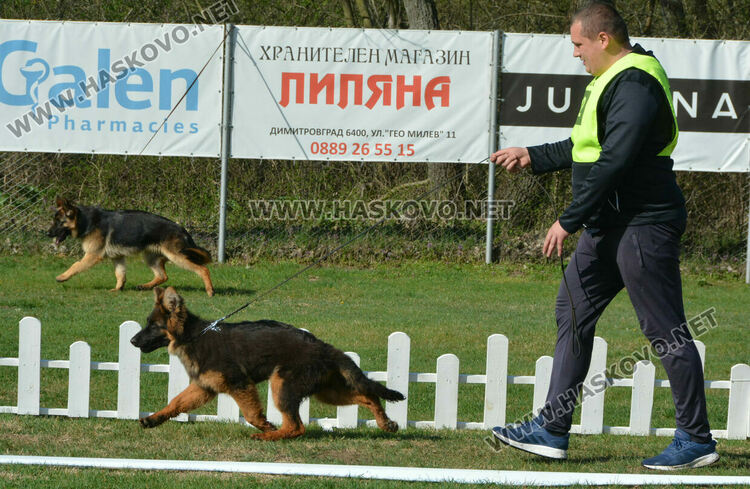 Показаха 100 германски овчарски кучета в специализирана изложба