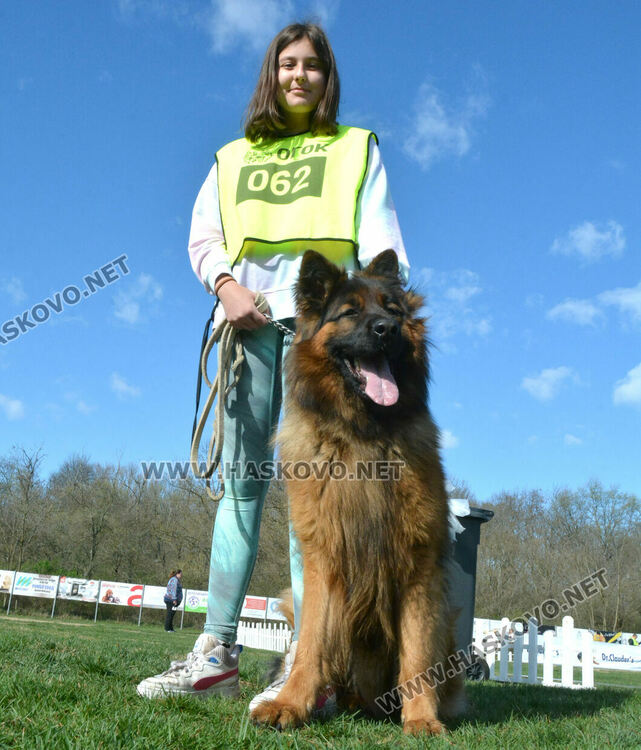 Показаха 100 германски овчарски кучета в специализирана изложба