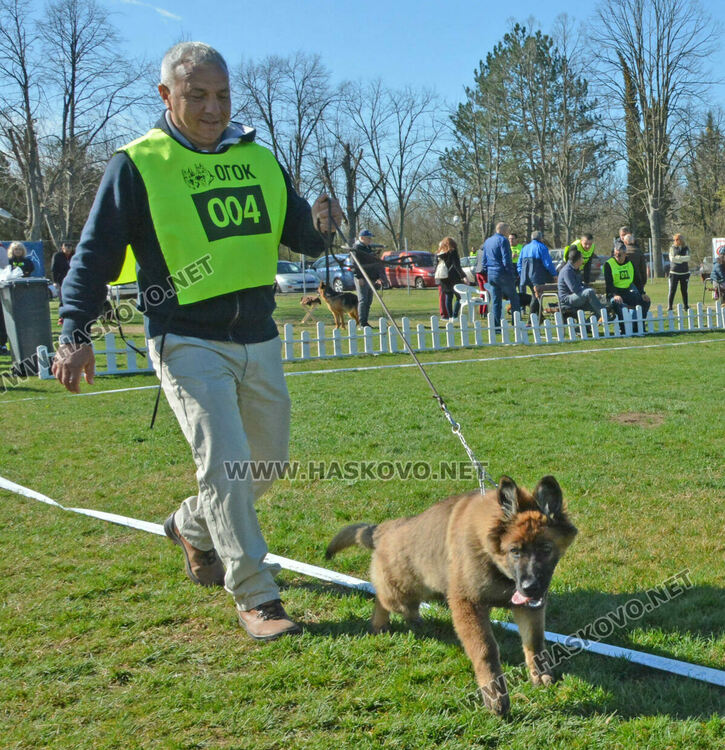 Показаха 100 германски овчарски кучета в специализирана изложба