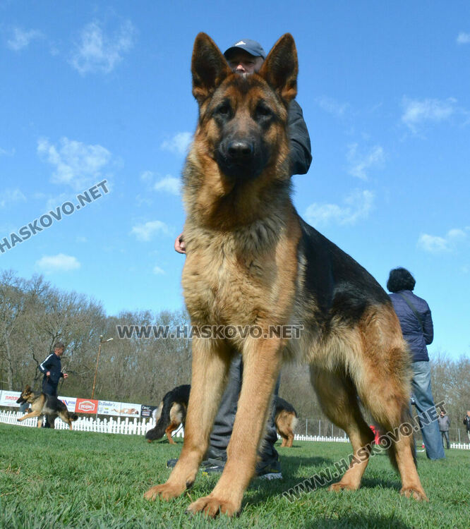 Показаха 100 германски овчарски кучета в специализирана изложба