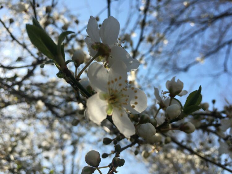 Слънчево утро, облачно с превалявания на места следобед