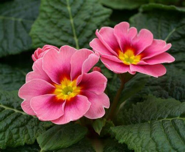 Разкъсана облачности температура до 14 градуса във вторник 