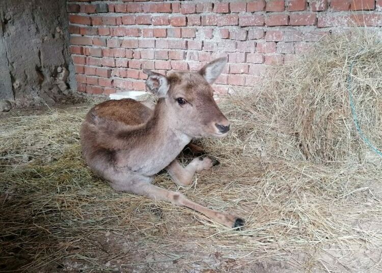 Ранена кошута спасиха лесничеи от Ловно стопанство „Женда“