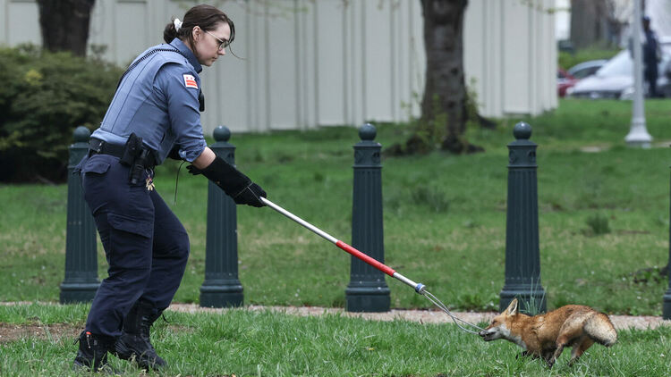 Агресивна лисица вилня край Капитолия