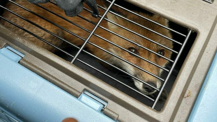 Агресивна лисица вилня край Капитолия