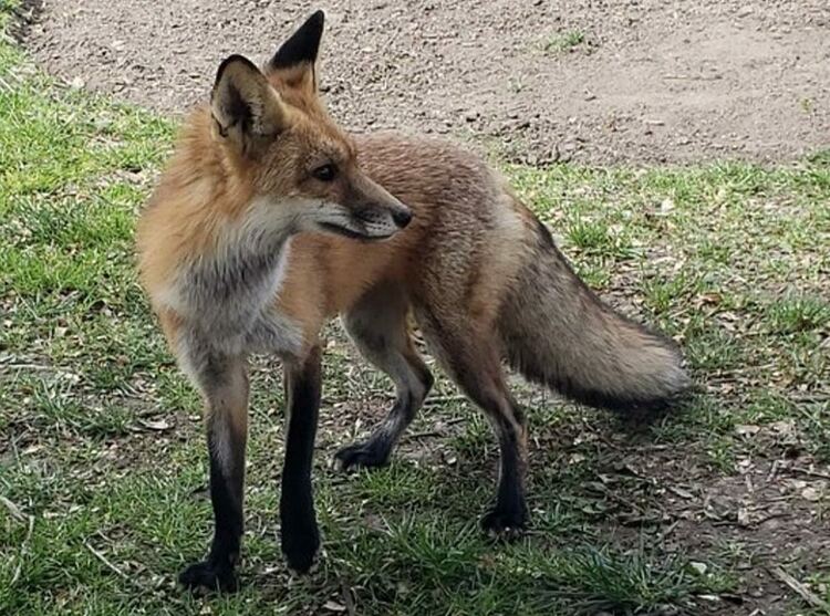 Агресивна лисица вилня край Капитолия