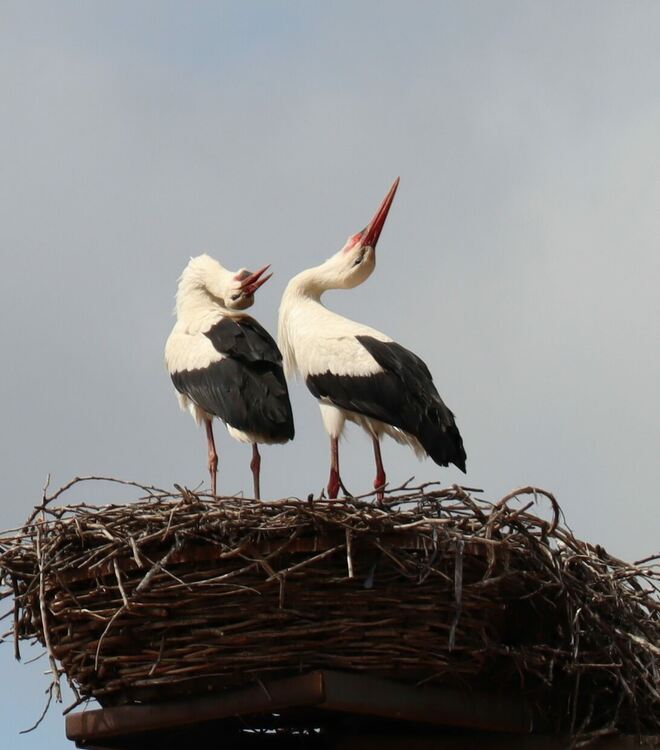 Във фокуса на обектива:Любовната игра на двойка щъркели в Ардино