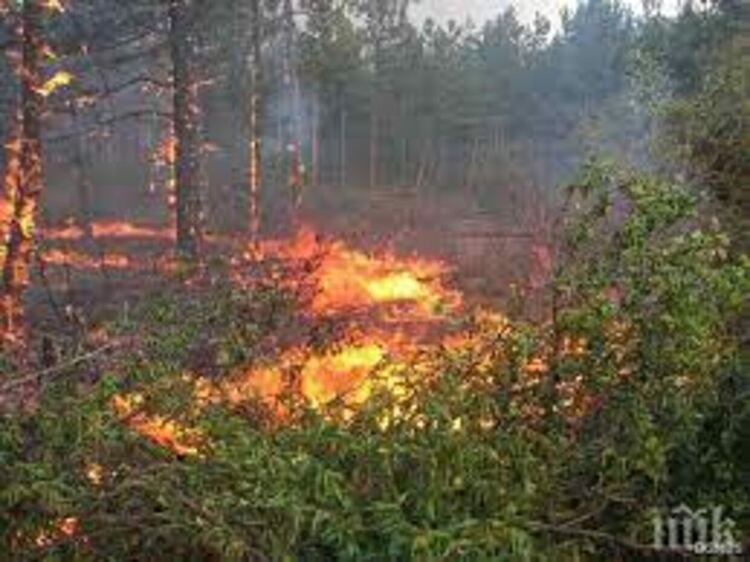 Нарушиха заповедтта на областния управител,запален открит огън доведе до пожар в гора