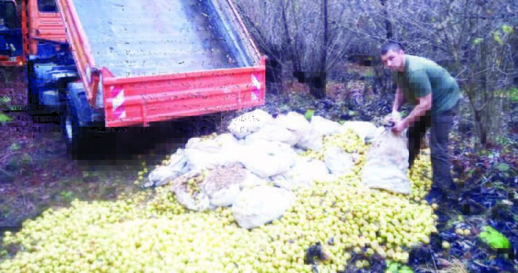 В Девинско подхранват мечките с ябълки, за да не нападат домашни животни