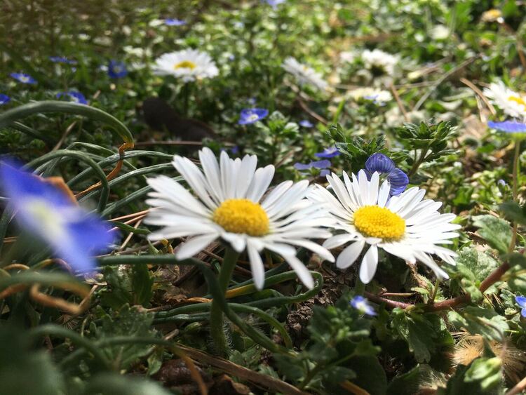 Слъчева пролетна събота