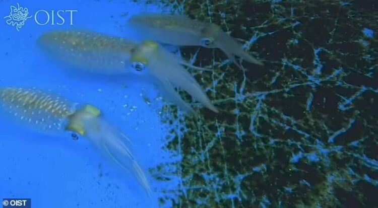 Заснеха калмари да "изчезват" като сменят цвета си