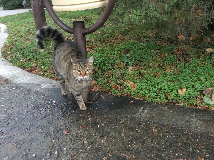 Хладно и ветровито, валежите спират следобед