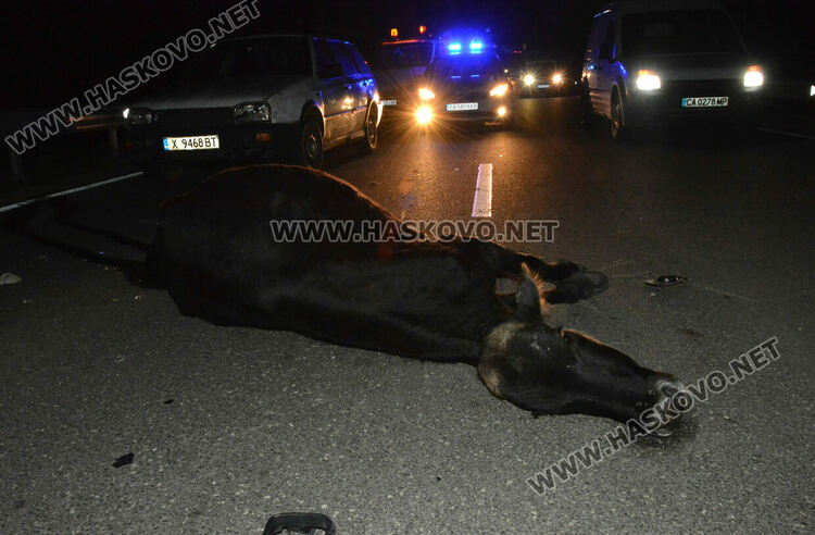 Серия от катастрофи  в безстопанствена крава на влизане в Хасково откъм Кърджали  