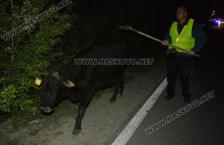 Серия от катастрофи  в безстопанствена крава на влизане в Хасково откъм Кърджали  