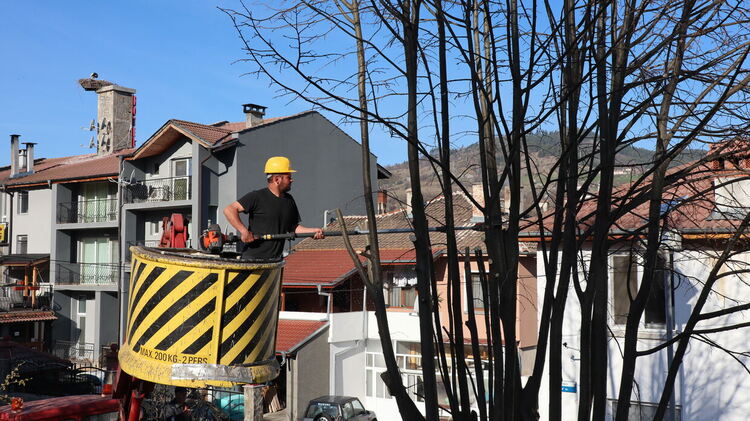Пролетно санитарно кастрене на клоните на дърветата в Ардино