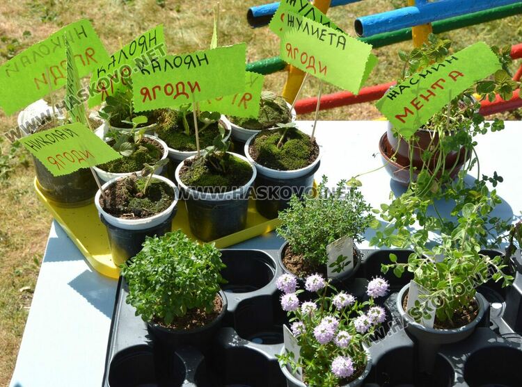 Децата от градината в Стамболийски си засадиха лехи с цветя и билки