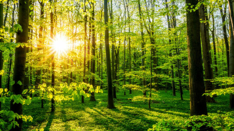 Медоносна гора ще бъде засадена на минен табан в Перник