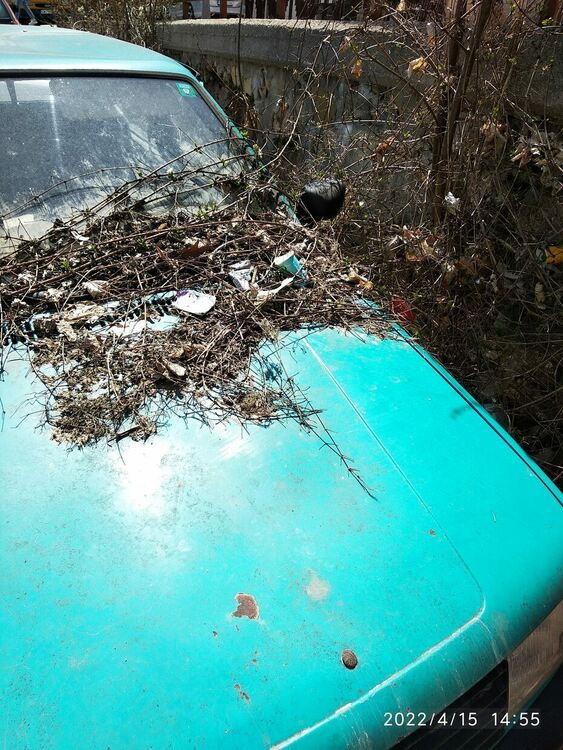 Служители на общинската администрация в Смолян почистваха и засаждаха цветя