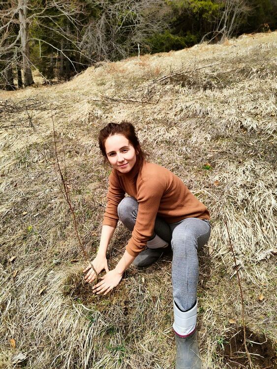 Засадиха горско-плодни дръвчета край Триград, за да се пазят от мечките