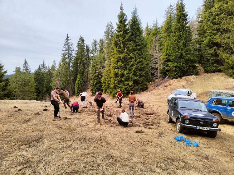 Засадиха горско-плодни дръвчета край Триград, за да се пазят от мечките