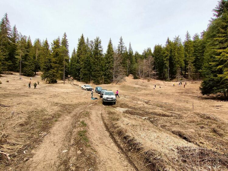 Засадиха горско-плодни дръвчета край Триград, за да се пазят от мечките