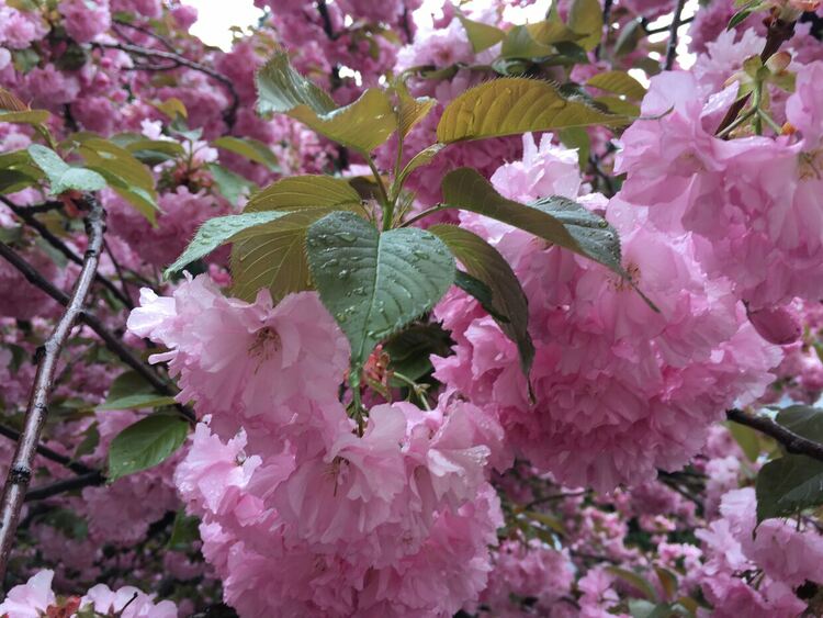 Облачно и студено, валежите спират