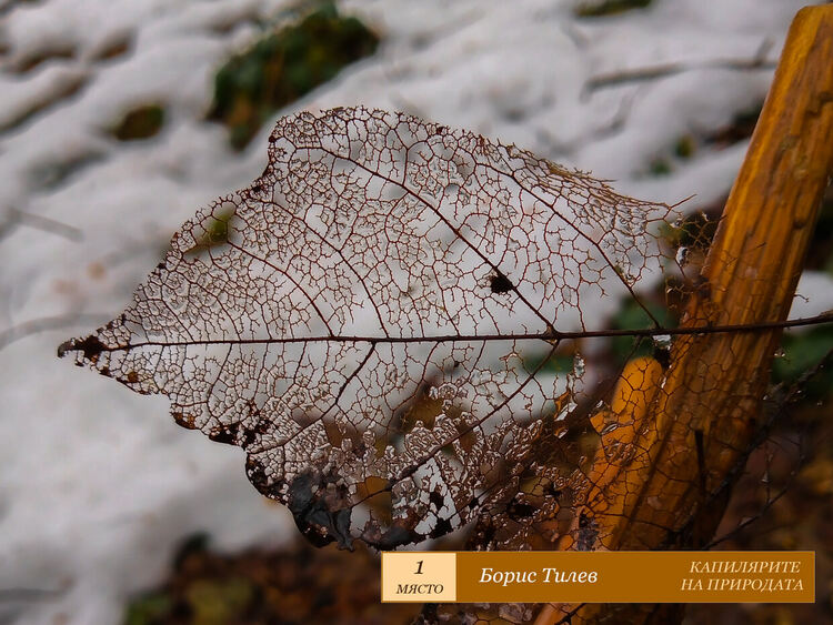 Денят на Земята отбелязаха в Хасково, връчиха и награди за фотография