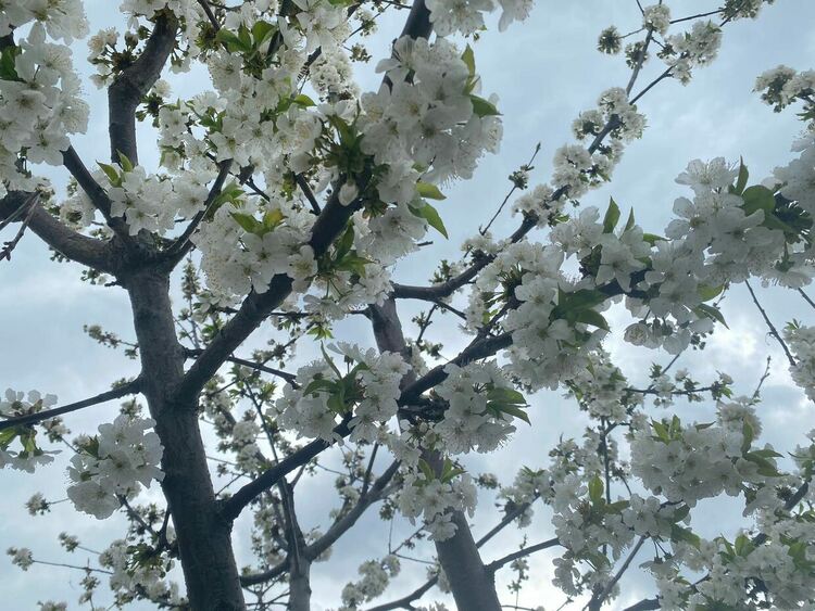 Облачно , но по-топло днес, с възможност за превалявания