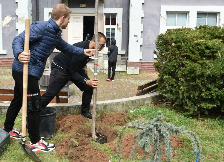 Община и ученици засаждаха дървета в Асеновград 