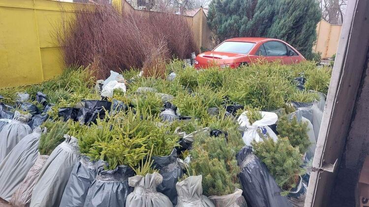 Доброволци засаждаха дръвчета на няколко места в Смолян