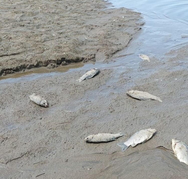 Рибари на протест заради измираща риба в „Ивайловград“ от изпускане на водата