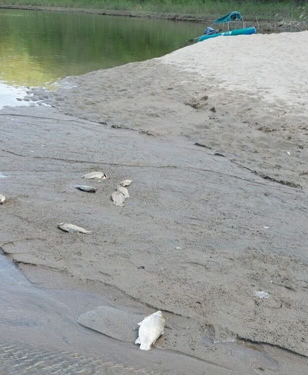 Рибари на протест заради измираща риба в „Ивайловград“ от изпускане на водата