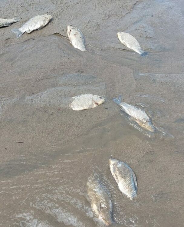 Рибари на протест заради измираща риба в „Ивайловград“ от изпускане на водата