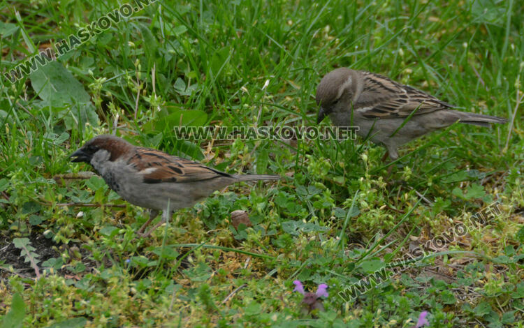 Наблюдаваха полски, испански и домашни врабчета при преброяването в Хасково 
