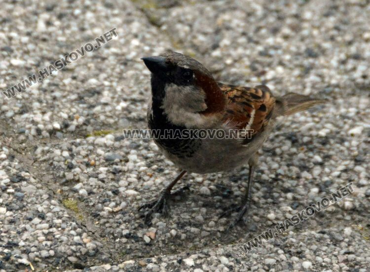 Наблюдаваха полски, испански и домашни врабчета при преброяването в Хасково 