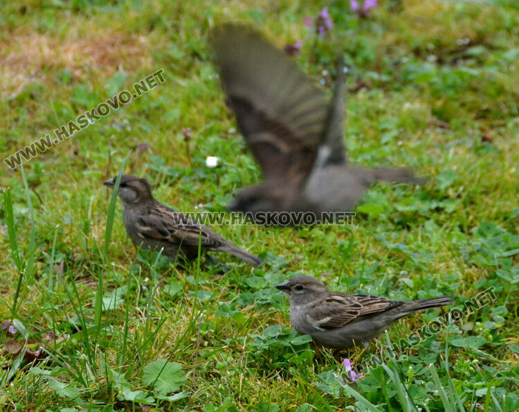 Наблюдаваха полски, испански и домашни врабчета при преброяването в Хасково 